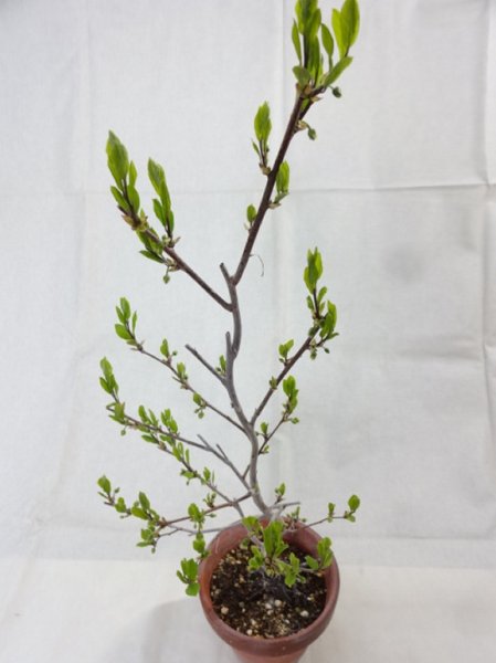 画像5: ローヤ柿 喝采(2) (5)