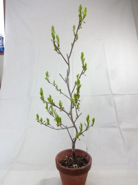 画像4: ローヤ柿 喝采(2) (4)