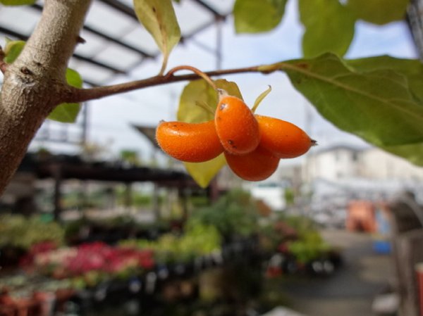 画像7: ローヤ柿 喝采(1) (7)