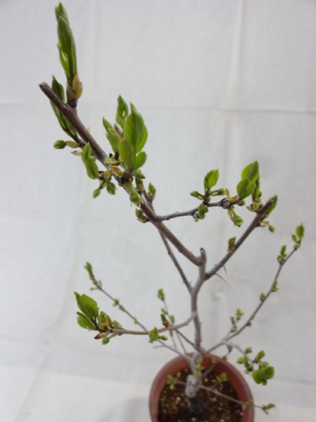 画像6: ローヤ柿 喝采(1) (6)