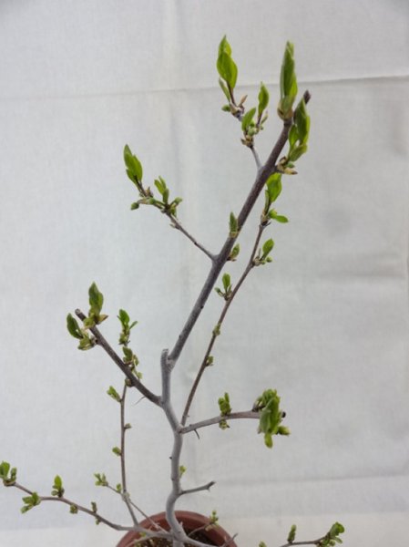 画像3: ローヤ柿 喝采(1) (3)