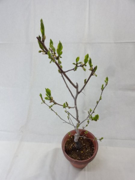 画像5: ローヤ柿 喝采(1) (5)