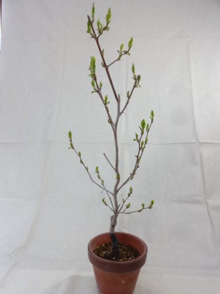 画像4: ローヤ柿 喝采(1) (4)