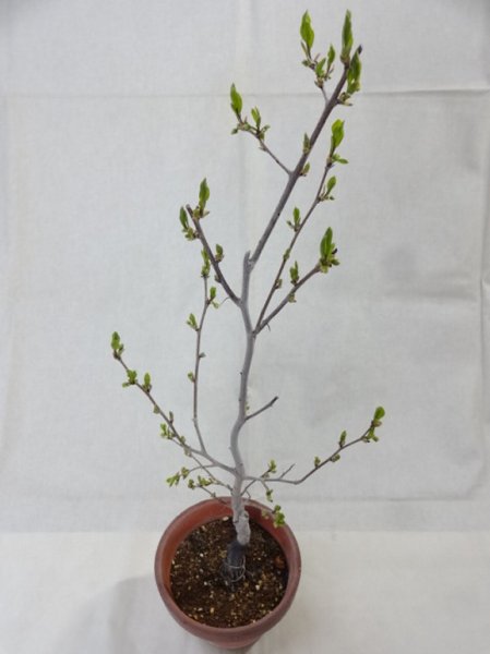 画像2: ローヤ柿 喝采(1) (2)