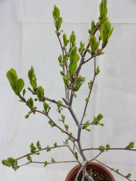 画像3: ローヤ柿 喝采(4) (3)