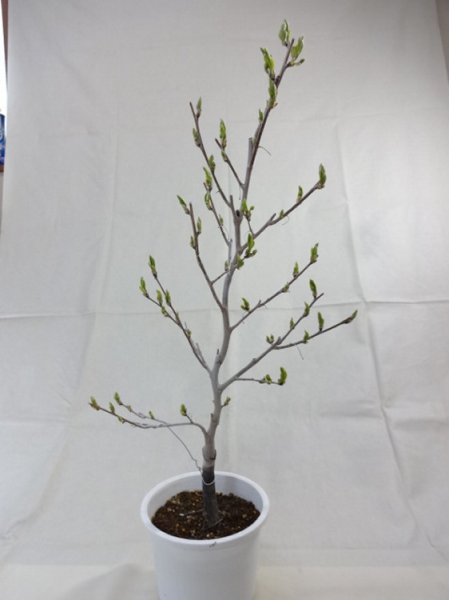 画像4: ローヤ柿 喝采(5) (4)