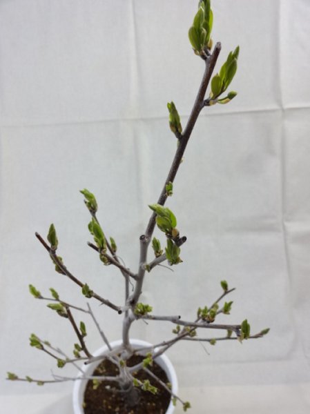 画像6: ローヤ柿 喝采(5) (6)