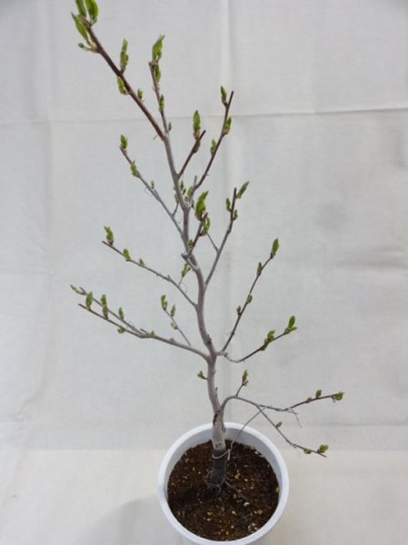 画像2: ローヤ柿 喝采(5) (2)