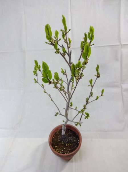 画像5: ローヤ柿 喝采(4) (5)