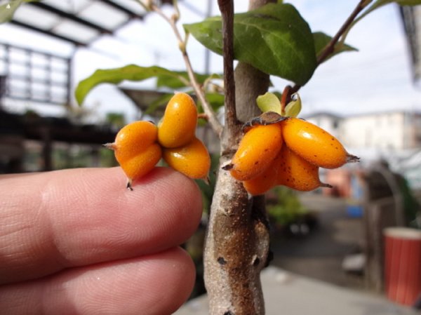 画像8: ローヤ柿 喝采(4) (8)