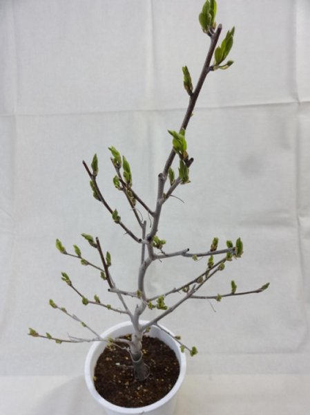 画像5: ローヤ柿 喝采(5) (5)