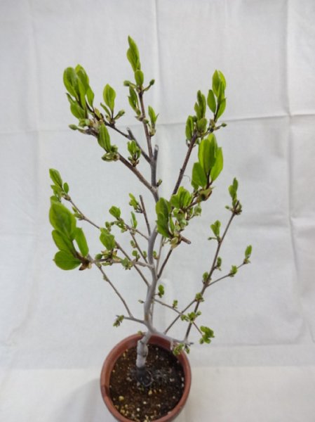 画像6: ローヤ柿 喝采(4) (6)