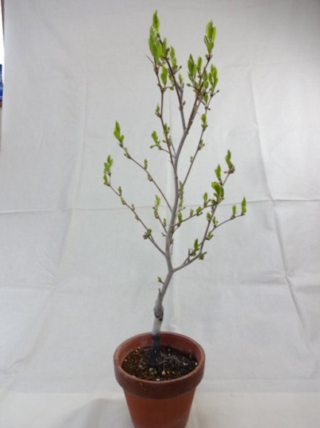 画像4: ローヤ柿 喝采(4) (4)