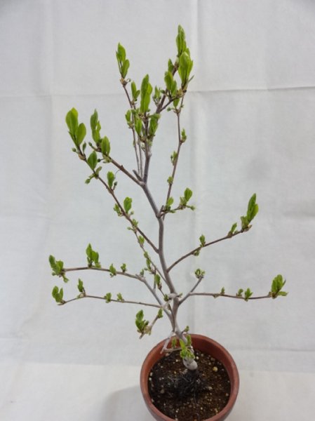 画像2: ローヤ柿 喝采(4) (2)