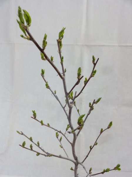 画像3: ローヤ柿 喝采(5) (3)