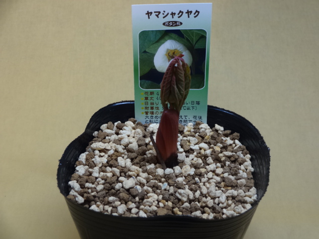 山野草の販売通販 山シャクヤク 竹ノ花商事 原田園芸