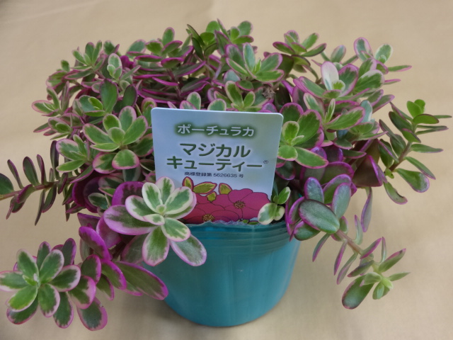 山野草の販売通販 ポーチュラカ マジカルキューティー 竹ノ花商事 原田園芸