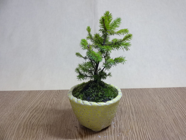 盆栽鉢 原茂 鵬松