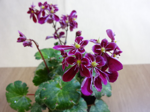 山野草の販売通販 大文字草 紅錦 竹ノ花商事 原田園芸